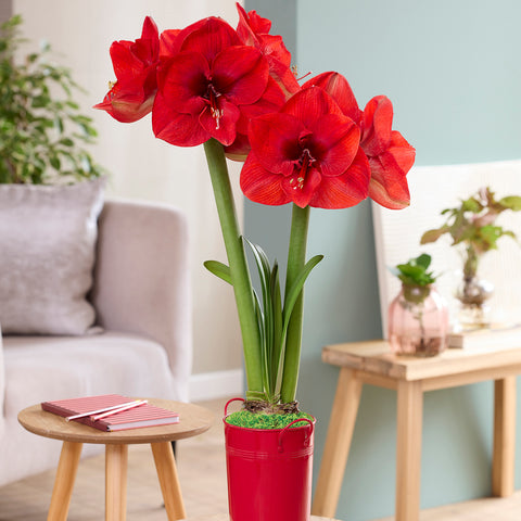 Fast Track Amaryllis™ - Hypersonic™ - Kit - with XL Artisan Decorative Planter