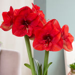 Fast Track Amaryllis™ - Hypersonic™ - Kit - with XL Artisan Decorative Planter