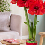 Fast Track Amaryllis™ - Hypersonic™ - Kit - with XL Artisan Decorative Planter