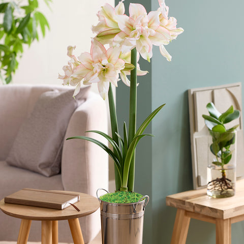 Fast Track Amaryllis™ - Impatient™ - Kit - with XL Artisan Decorative Planter