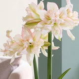 Fast Track Amaryllis™ - Impatient™ - Kit - with XL Artisan Decorative Planter