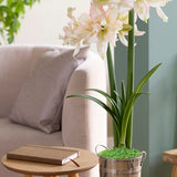 Fast Track Amaryllis™ - Impatient™ - Kit - with XL Artisan Decorative Planter