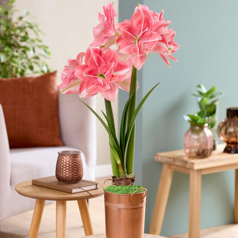 Fast Track Amaryllis™ - Double Time™ - Kit - with XL Artisan Decorative Planter