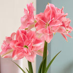 Fast Track Amaryllis™ - Double Time™ - Kit - with XL Artisan Decorative Planter