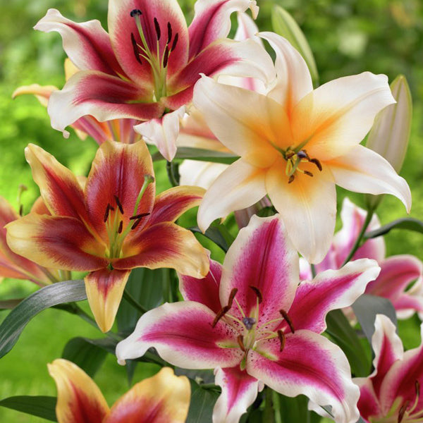 Orienpet Pink Lilies