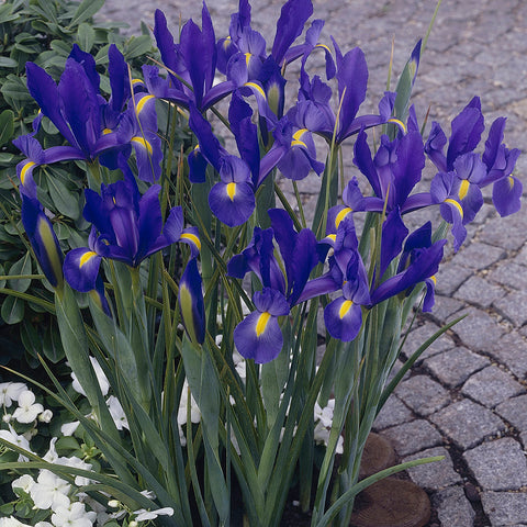 Dutch Iris - Sapphire Beauty