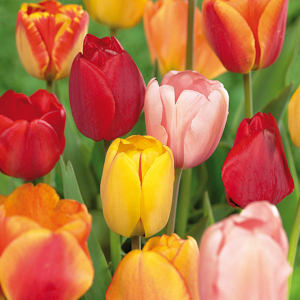 Tulip Darwin Hybrid Mix Mammoth Bulbs Plantcetera