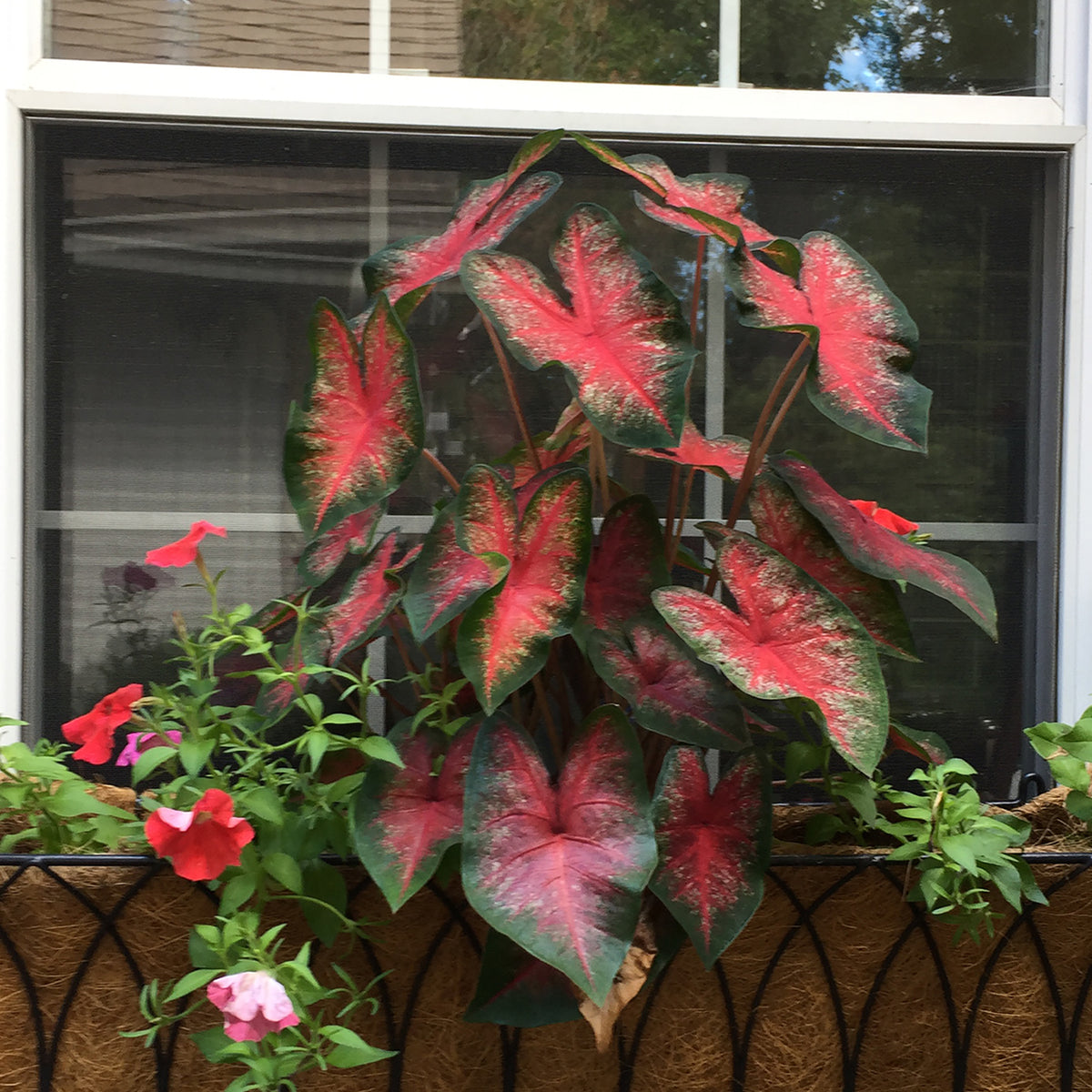 Caladium - Fancy Leaf Bombshell – Plantcetera