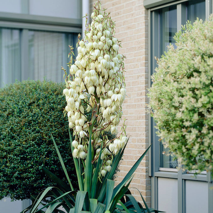 Yucca - Filamentosa