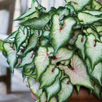 Caladium - Strap Leaf White Wonder