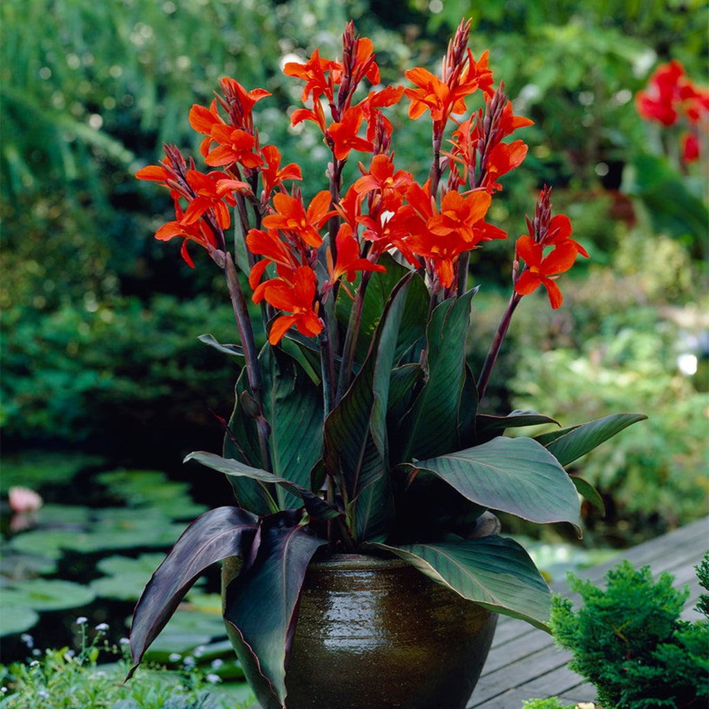 Canna Lily Bulbs - Cleopatra - 4 Bulbs, Red/Yellow, Attracts Pollinators,  Attracts Hummingbirds, Container Garden, Deer Resistant, Easy to Grow 