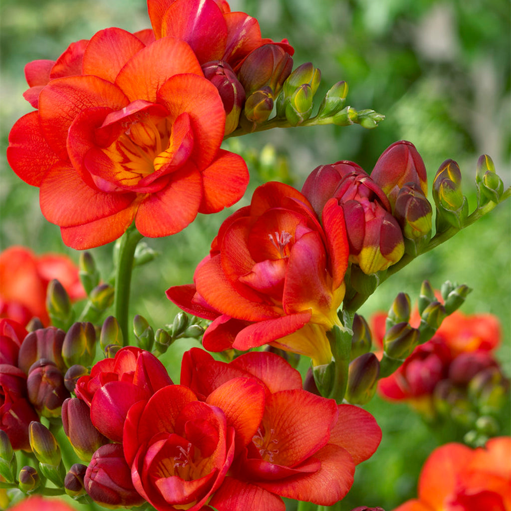 Freesia - Double Blooming Red