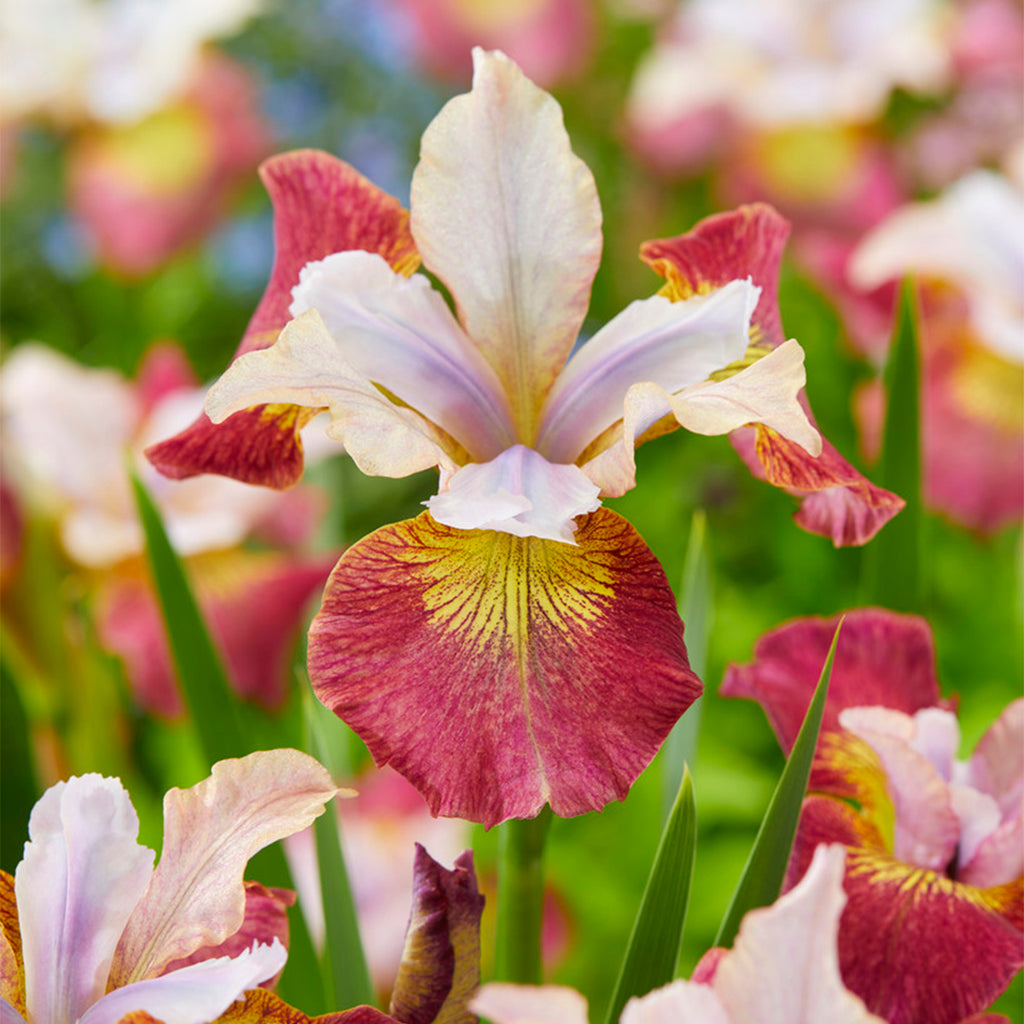 Siberian Iris (Iris sibirica) organic