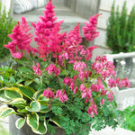 Shade Perennial Garden - Patio Container Collection