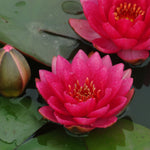 Water Lily - James Brydon - Premium Series - Kit