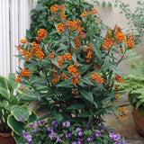 Asclepias - Tuberosa - Support The Monarchs