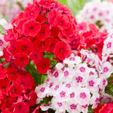 Phlox - Tall - Paniculata Blend