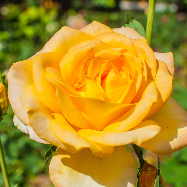 Magnificent Rosesâ„¢ Preserved Gold Ribbon Roses from 1-800