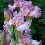 Bearded Iris - Social Graces - 4" Liners