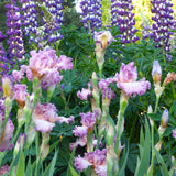 Bearded Iris - Social Graces - 4" Liners