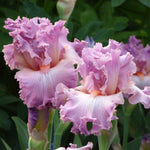 Bearded Iris - Social Graces - 4" Liners