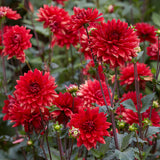 Dahlia - Garden Wonder