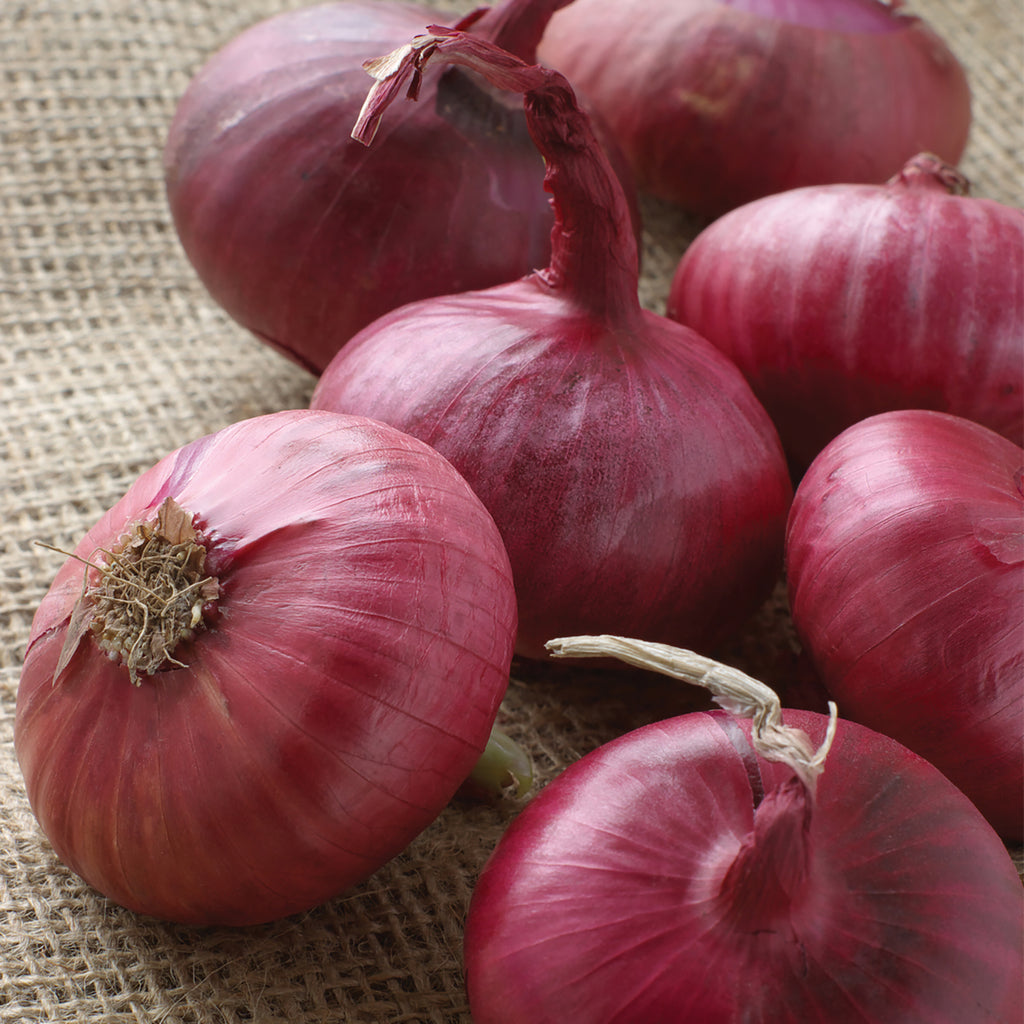 Organic Dutch Red Shallot Bulbs — San Diego Seed Company