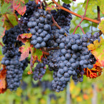 Premium Grafted Bareroot Grape Vine - Zinfandel