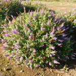 Bloom.ables® - Butterfly Bush Dapper® Lavender - 2-Quart Stadium Pot