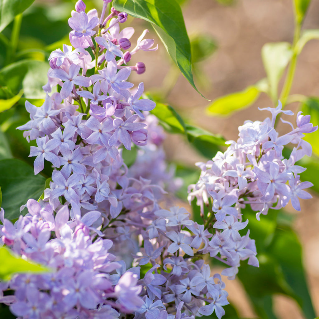 New Age™ Lavender Syringa - Star® Roses and Plants