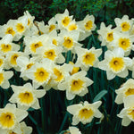 Daffodil - Ice Follies