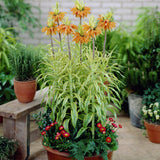 Fritillaria - Aureomarginata