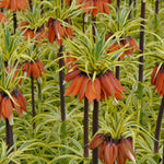 Fritillaria - Aureomarginata