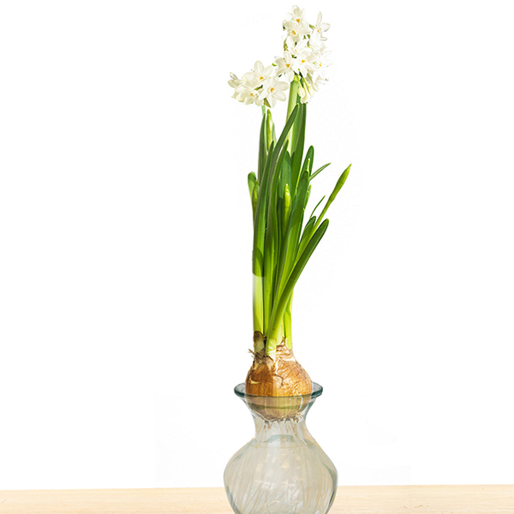 Paperwhite Bulbs - Indoor Narcissus, DutchGrown™