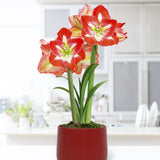 Amaryllis - Minerva - Kit - with Iron Brass Ribbed Finish Bulb Planter