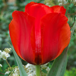 Tulip - Casa Grande