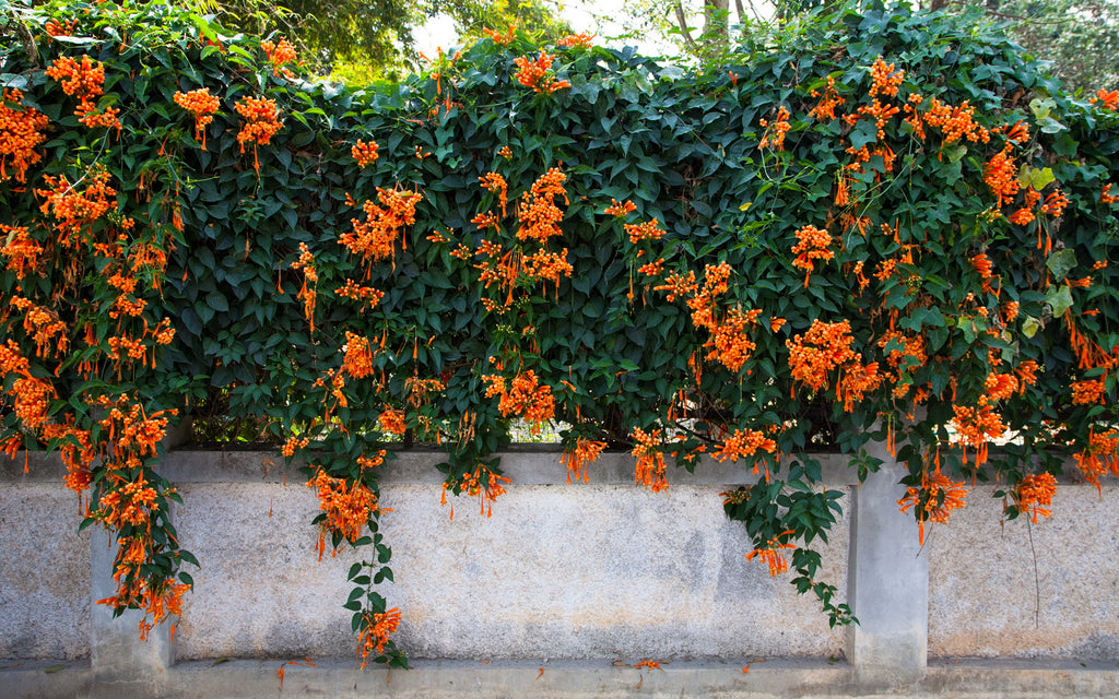 Orange Trumpet Creeper - Burke's Backyard