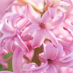 Hyacinth - Pink Pearl