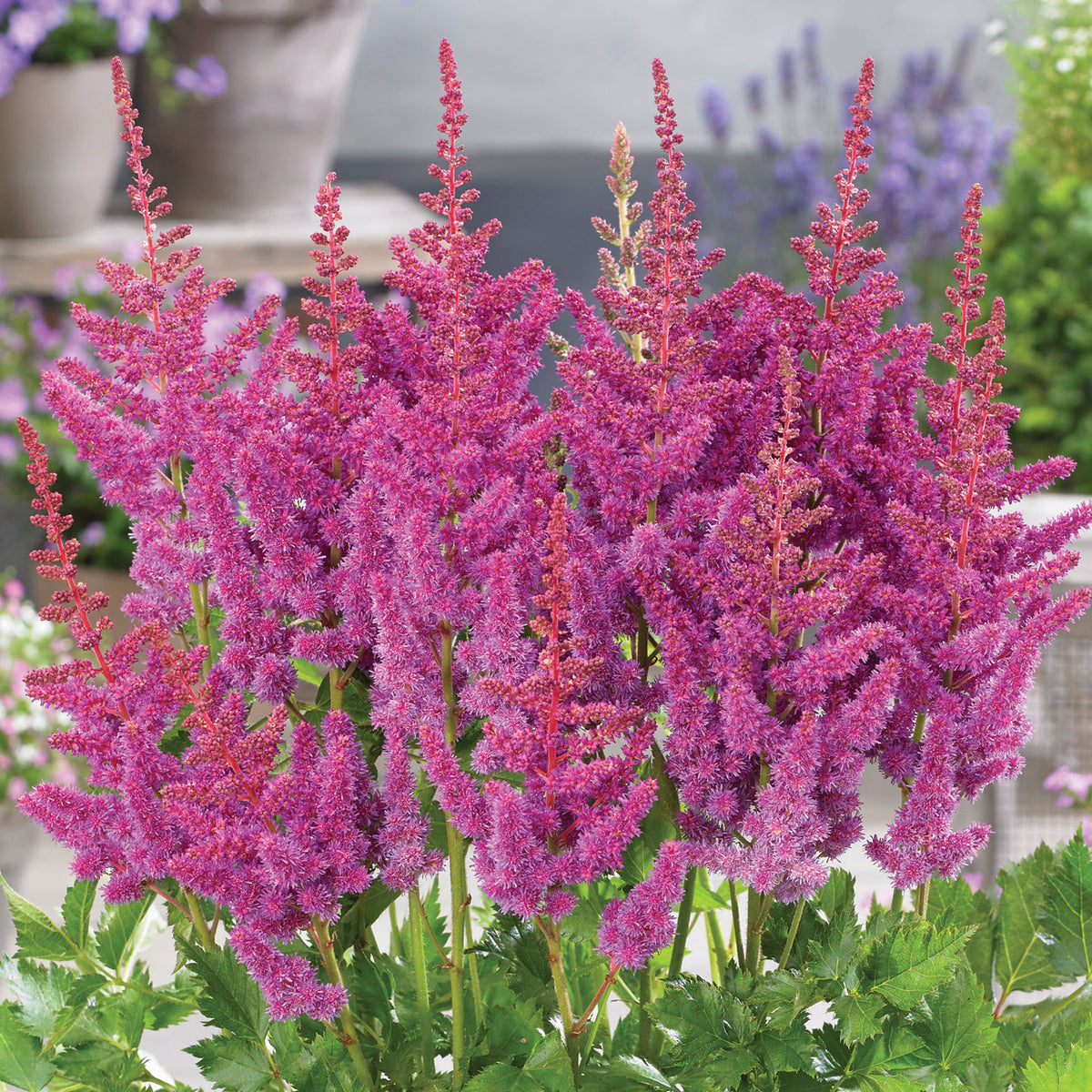 Astilbe - Blackberry Cake – Plantcetera